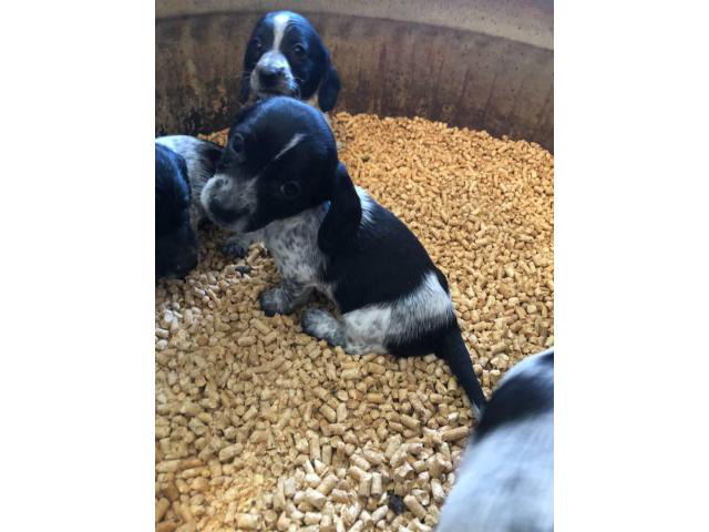 2 piebald dachshund puppies for sale in Saint Joseph