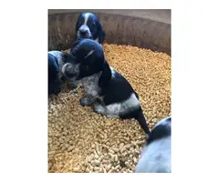 2 piebald dachshund puppies for sale - 2