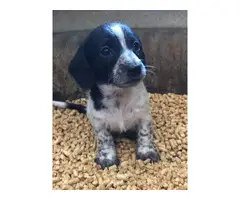 2 piebald dachshund puppies for sale - 3