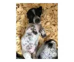 2 piebald dachshund puppies for sale - 4
