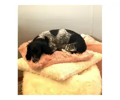 2 piebald dachshund puppies for sale - 5