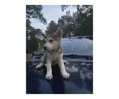 9 weeks old Shepsky puppies - 2