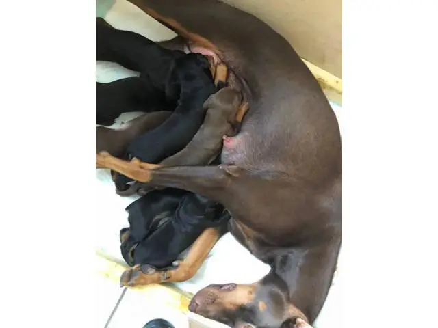 6 full breed Doberman puppies for sale - 1/3