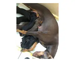 6 full breed Doberman puppies for sale