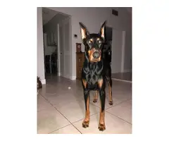 6 full breed Doberman puppies for sale - 2