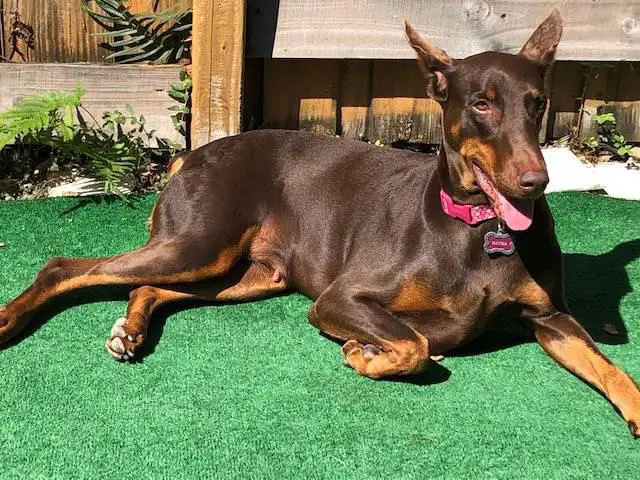 6 full breed Doberman puppies for sale - 3/3