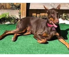 6 full breed Doberman puppies for sale - 3