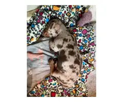 4 Fullblooded Dachshund Puppies for sale - 2