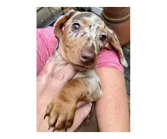 4 Fullblooded Dachshund Puppies for sale - 3