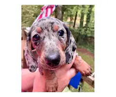 4 Fullblooded Dachshund Puppies for sale - 4