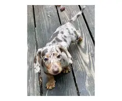4 Fullblooded Dachshund Puppies for sale - 5
