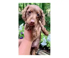 4 Fullblooded Dachshund Puppies for sale - 6
