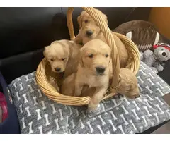 Golden Retriever puppies for Sale - 2