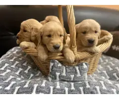 Golden Retriever puppies for Sale - 3