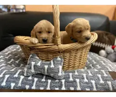 Golden Retriever puppies for Sale - 4