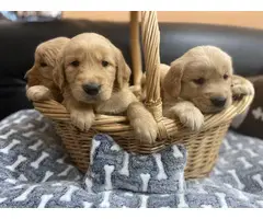 Golden Retriever puppies for Sale - 5