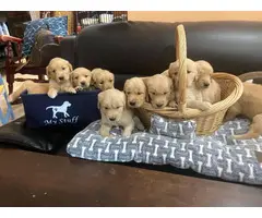 Golden Retriever puppies for Sale - 6