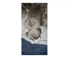 American Bully puppies for Sale