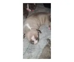 American Bully puppies for Sale - 3