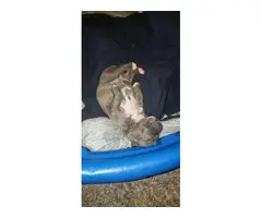 American Bully puppies for Sale - 5