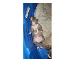 American Bully puppies for Sale - 8
