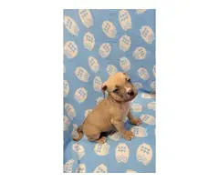 American Bully puppies for Sale - 11