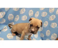 American Bully puppies for Sale - 12