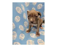 American Bully puppies for Sale - 13