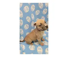 American Bully puppies for Sale - 18