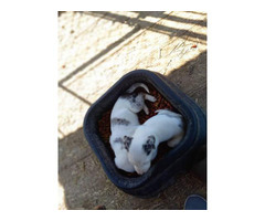 5 Catahoula puppies available