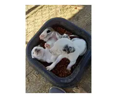 5 Catahoula puppies available - 2