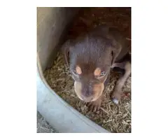 5 Catahoula puppies available - 5