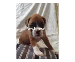 6 week-old Boxer puppies are looking for a good family