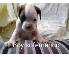 6 week-old Boxer puppies are looking for a good family - 2