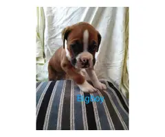 6 week-old Boxer puppies are looking for a good family - 3