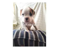 6 week-old Boxer puppies are looking for a good family - 4