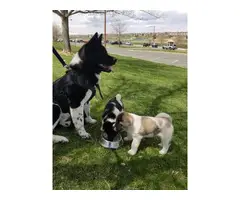 AKC Akita puppies for sale - 3