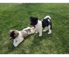 AKC Akita puppies for sale - 4