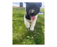 AKC Akita puppies for sale - 6