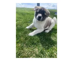 AKC Akita puppies for sale - 8