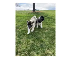 AKC Akita puppies for sale - 10