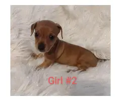 3 full-blooded Dachshund Puppies for Sale - 2
