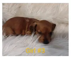 3 full-blooded Dachshund Puppies for Sale - 3