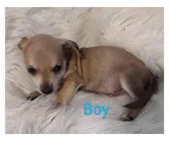 3 full-blooded Dachshund Puppies for Sale - 4