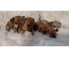 3 full-blooded Dachshund Puppies for Sale - 5