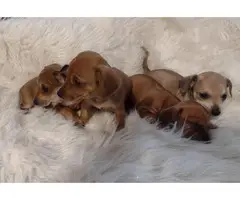 3 full-blooded Dachshund Puppies for Sale - 6