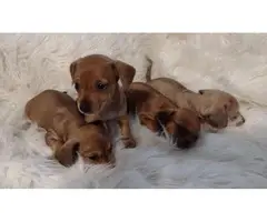 3 full-blooded Dachshund Puppies for Sale - 7