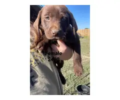 Chocolate lab puppies for sale