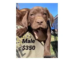 Chocolate lab puppies for sale - 2