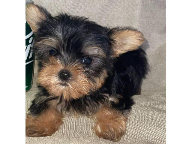 3 months old Yorkie puppies Beverly Hills - Puppies for Sale Near Me